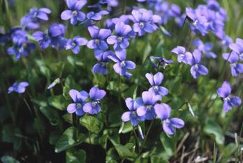 blog-image-wood-violet-2