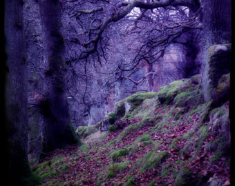 blog image gothic violet wood