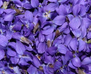 blog image violet petals