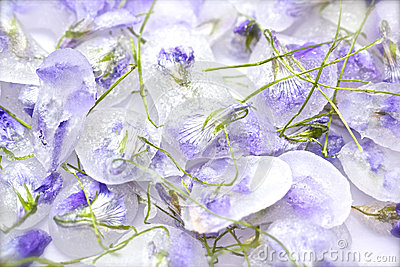 blog image violets 8