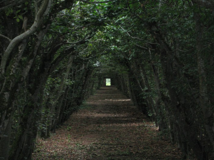 Black_Forest_Germany_Amazing_Place