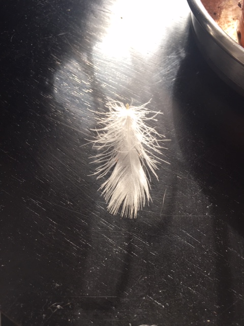 white feather in house
